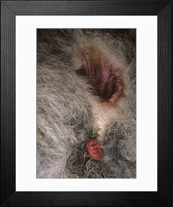 Framed Print : Picture No. 10765349