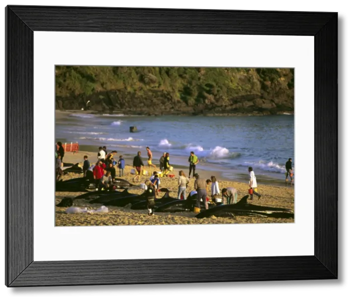 Framed Print : Picture No. 10765536 Framed Print : Picture No. 10765536
