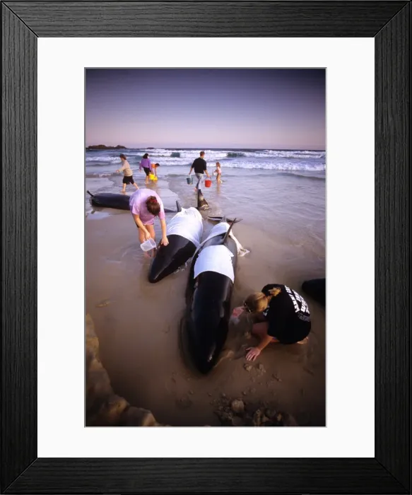 Framed Print : Picture No. 10765535