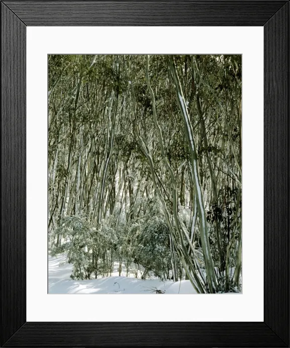 Framed Print : Picture No. 10765555 Framed Print : Picture No. 10765555