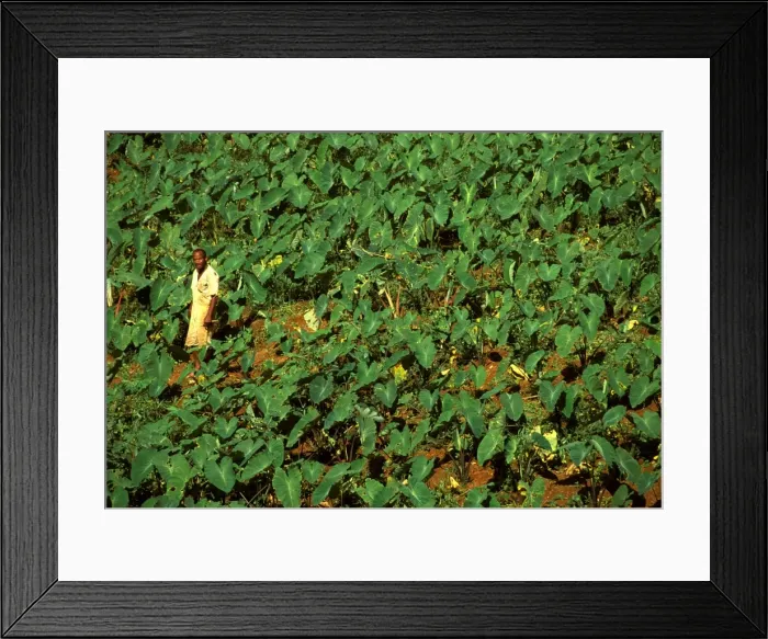 Framed Print : Picture No. 10765539 Framed Print : Picture No. 10765539