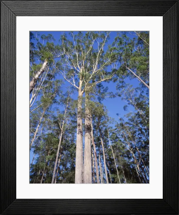 Framed Print : Picture No. 10765554 Framed Print : Picture No. 10765554