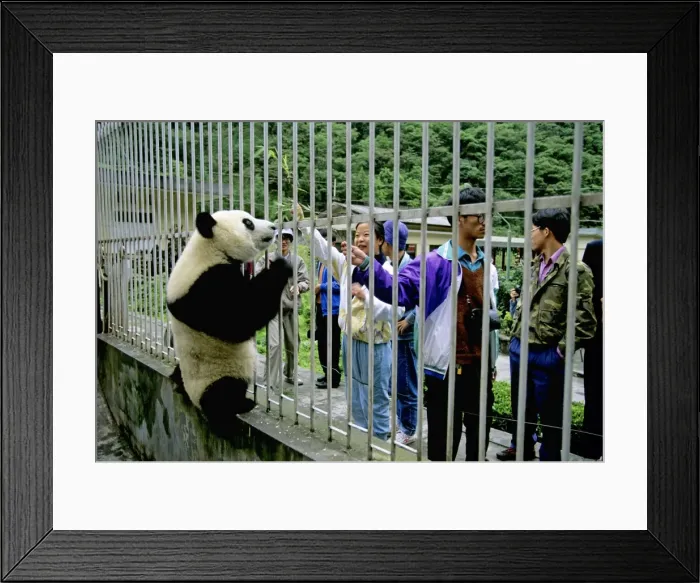 Framed Print : Picture No. 10765655 Framed Print : Picture No. 10765655