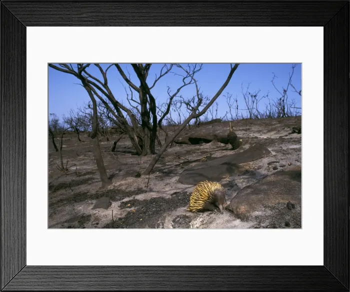 Framed Print : Picture No. 10765575 Framed Print : Picture No. 10765575