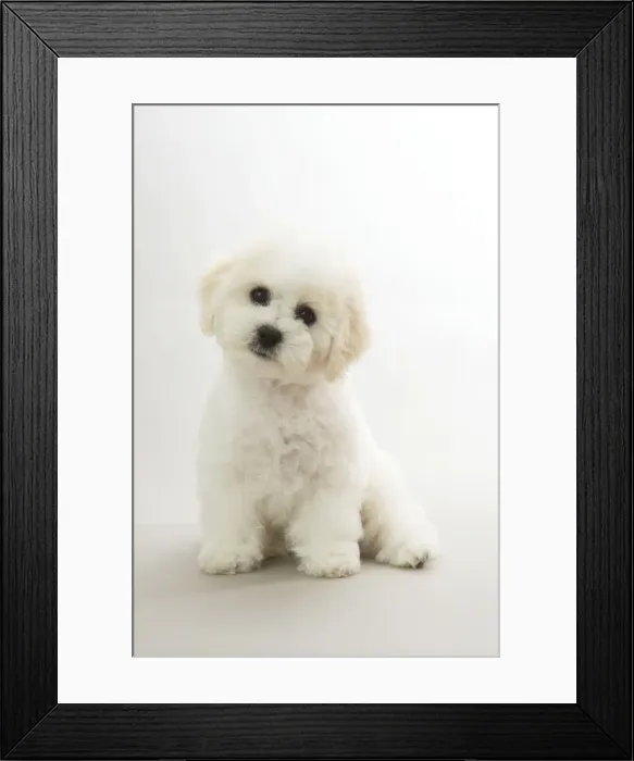 Framed Print : Picture No. 10983256 Framed Print : Picture No. 10983256