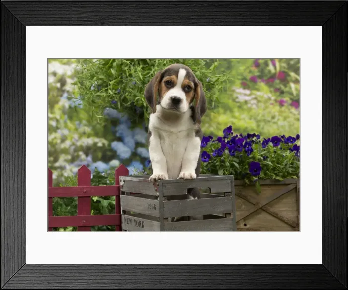 Framed Print : Picture No. 10983350 Framed Print : Picture No. 10983350