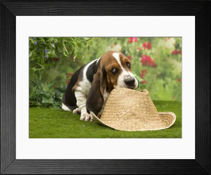 Framed Print : Picture No. 10983336 Framed Print : Picture No. 10983336