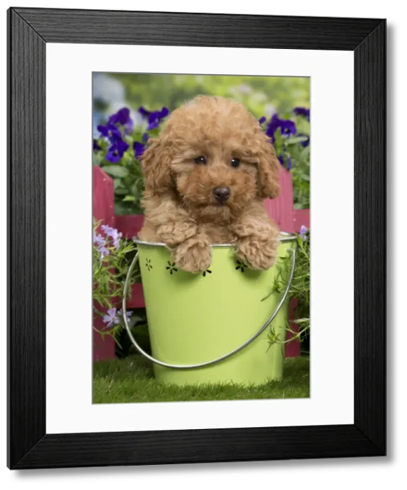 Framed Print : Picture No. 10983360