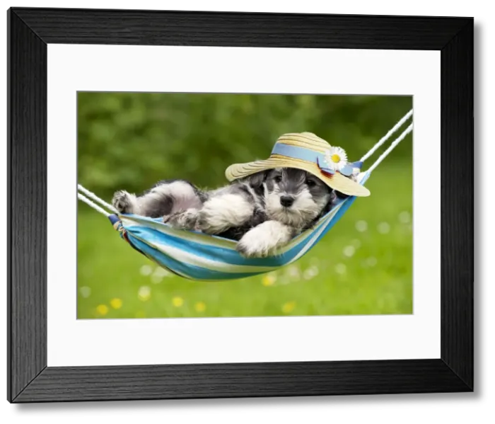 Framed Print : Picture No. 10983314 Framed Print : Picture No. 10983314