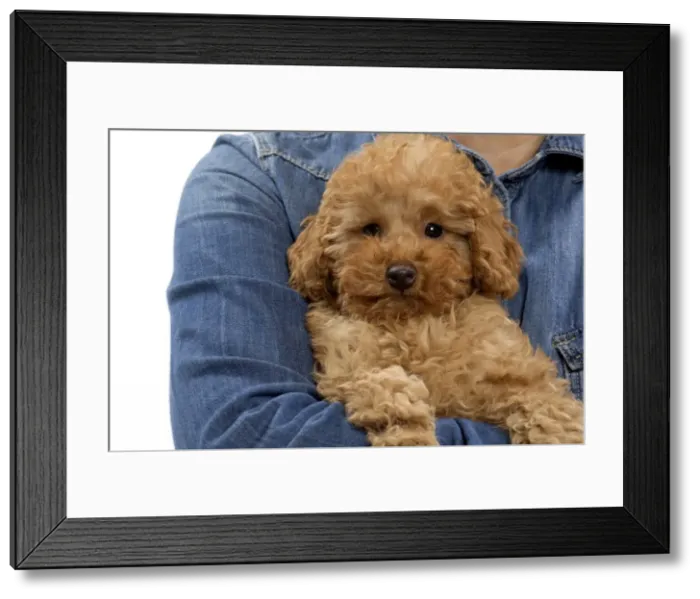 Framed Print : Picture No. 10983355 Framed Print : Picture No. 10983355