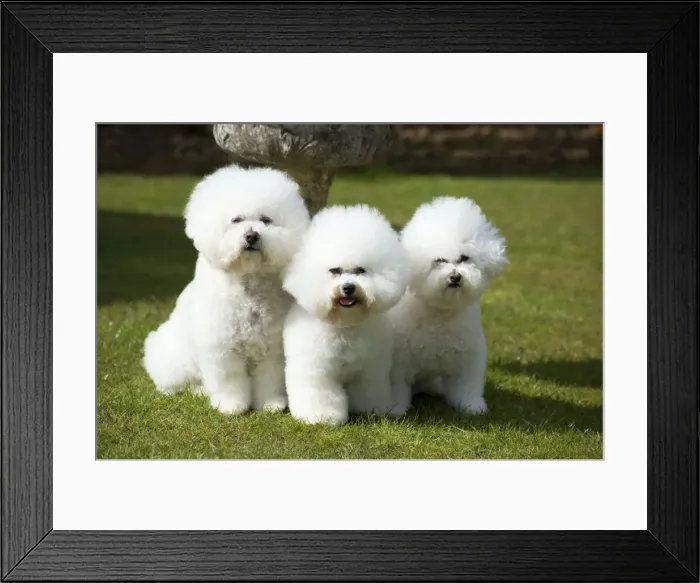 Framed Print : Picture No. 10983272 Framed Print : Picture No. 10983272