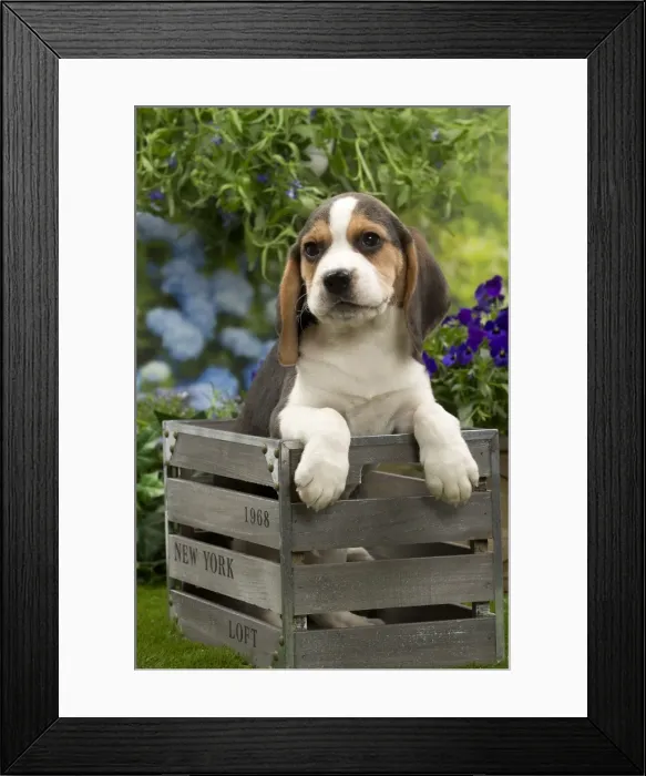 Framed Print : Picture No. 10983348