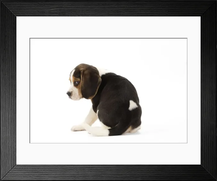 Framed Print : Picture No. 10983342 Framed Print : Picture No. 10983342