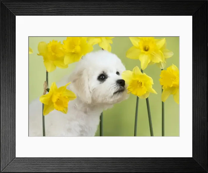 Framed Print : Picture No. 10983268 Framed Print : Picture No. 10983268