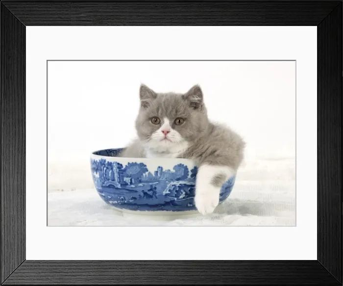 Framed Print : Picture No. 10983301 Framed Print : Picture No. 10983301