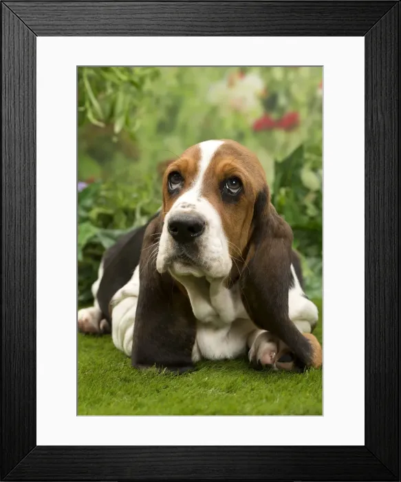 Framed Print : Picture No. 10983331 Framed Print : Picture No. 10983331