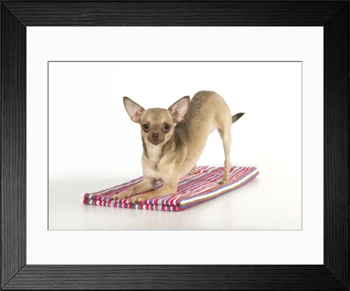 Framed Print : Picture No. 10983289 Framed Print : Picture No. 10983289