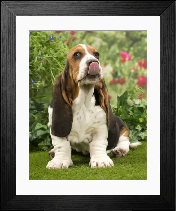 Framed Print : Picture No. 10983332 Framed Print : Picture No. 10983332