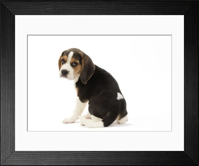 Framed Print : Picture No. 10983343 Framed Print : Picture No. 10983343