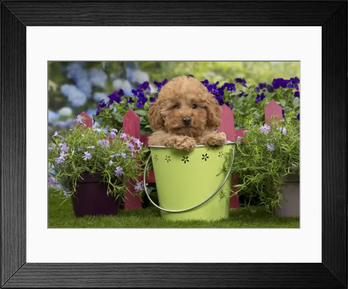 Framed Print : Picture No. 10983362 Framed Print : Picture No. 10983362