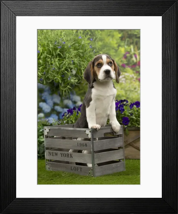 Framed Print : Picture No. 10983346 Framed Print : Picture No. 10983346