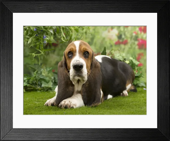 Framed Print : Picture No. 10983335 Framed Print : Picture No. 10983335