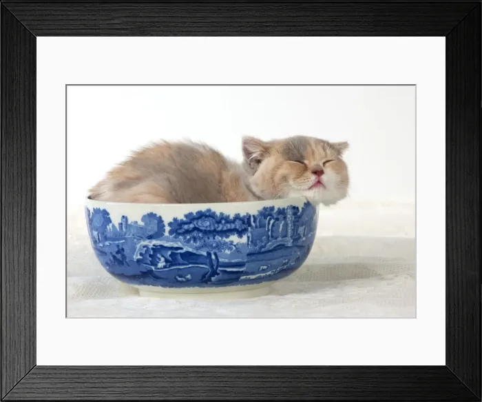 Framed Print : Picture No. 10983308