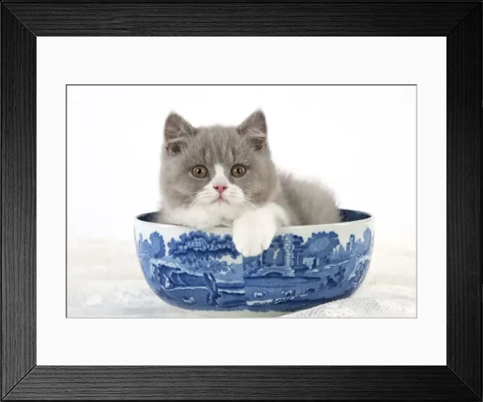 Framed Print : Picture No. 10983305 Framed Print : Picture No. 10983305