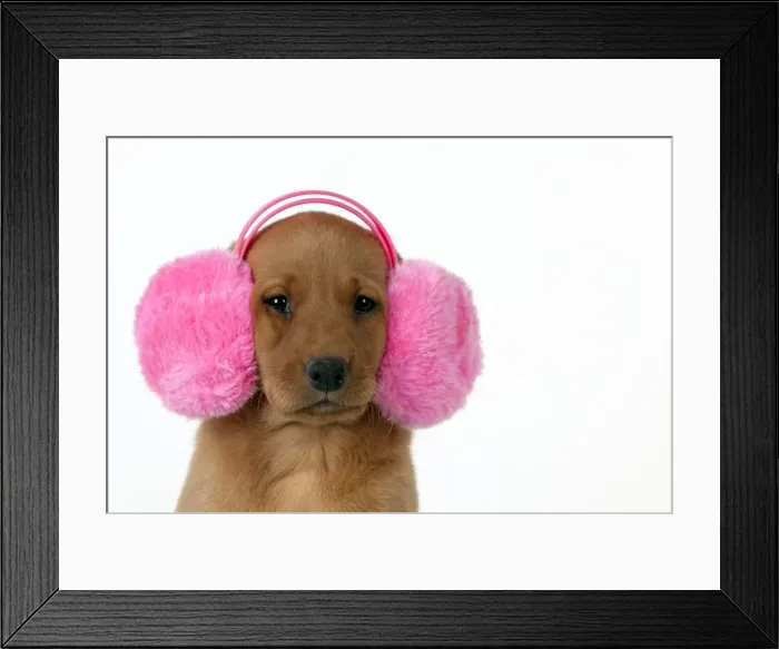 Framed Print : Picture No. 10983284