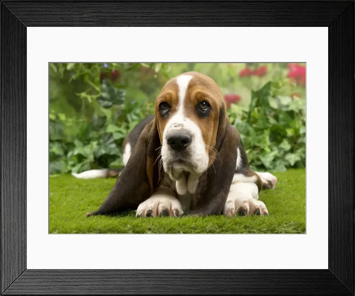 Framed Print : Picture No. 10983328 Framed Print : Picture No. 10983328
