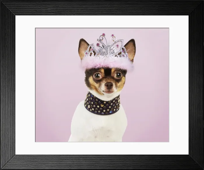 Framed Print : Picture No. 10983313 Framed Print : Picture No. 10983313