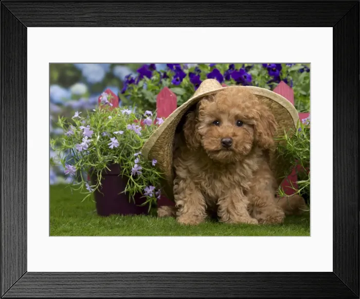 Framed Print : Picture No. 10983363 Framed Print : Picture No. 10983363