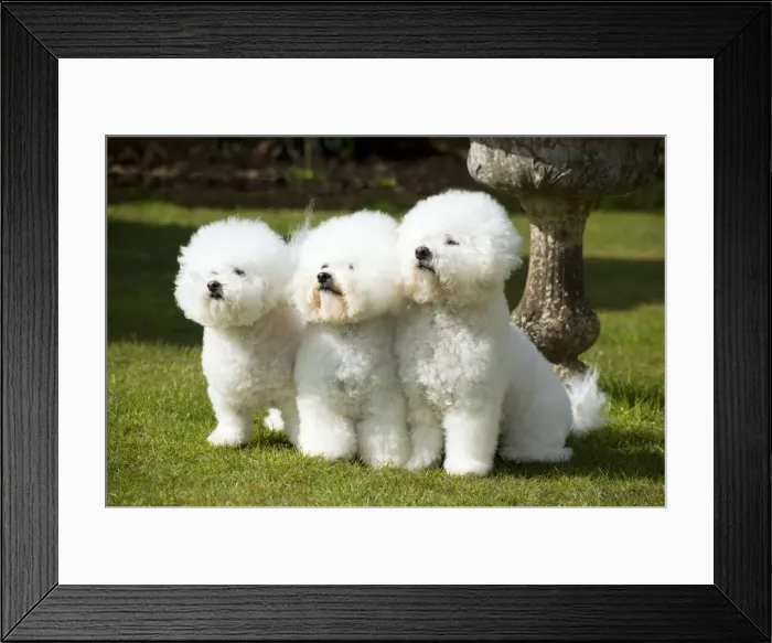 Framed Print : Picture No. 10983271