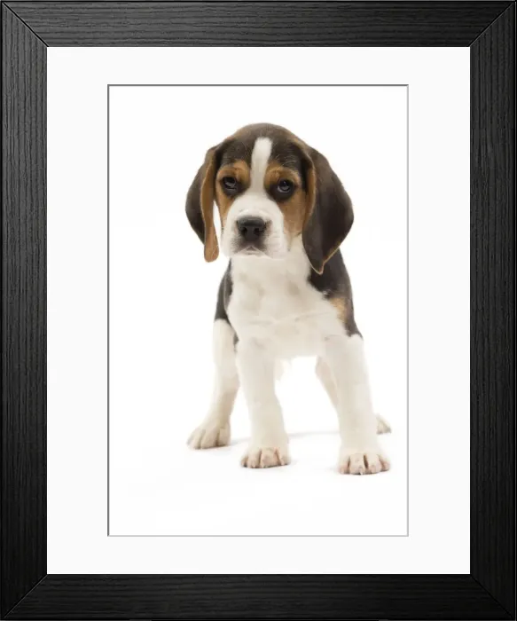 Framed Print : Picture No. 10983339 Framed Print : Picture No. 10983339