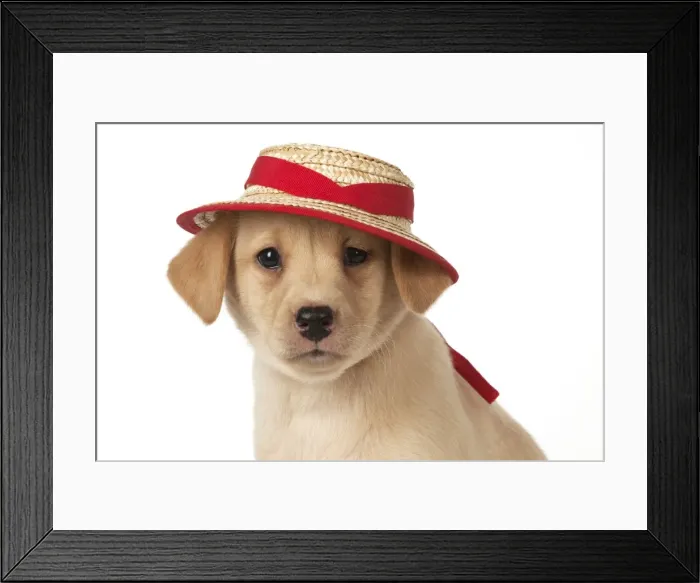 Framed Print : Picture No. 10983276 Framed Print : Picture No. 10983276