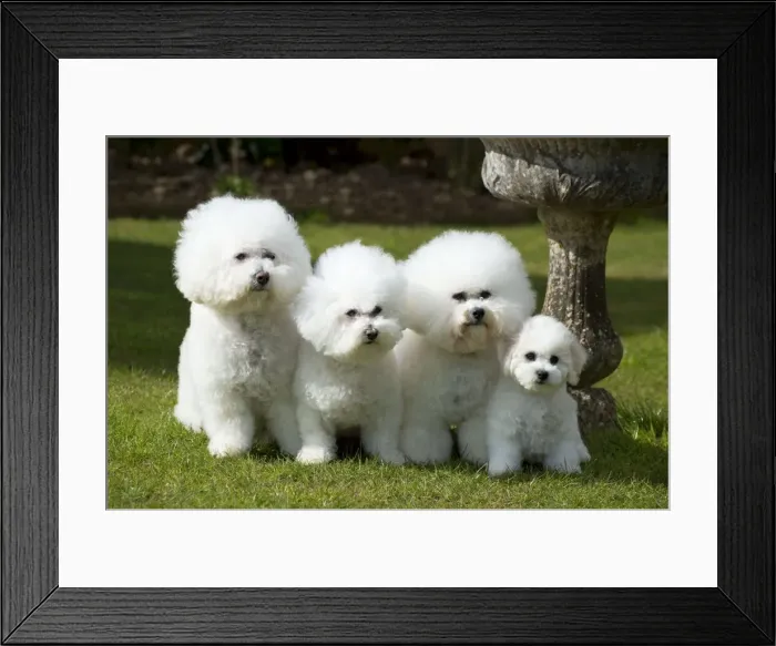 Framed Print : Picture No. 10983273 Framed Print : Picture No. 10983273
