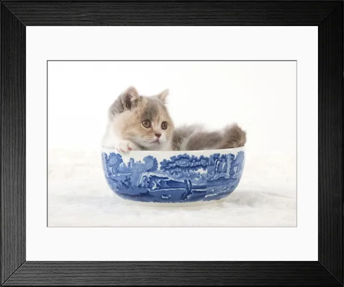 Framed Print : Picture No. 10983300 Framed Print : Picture No. 10983300