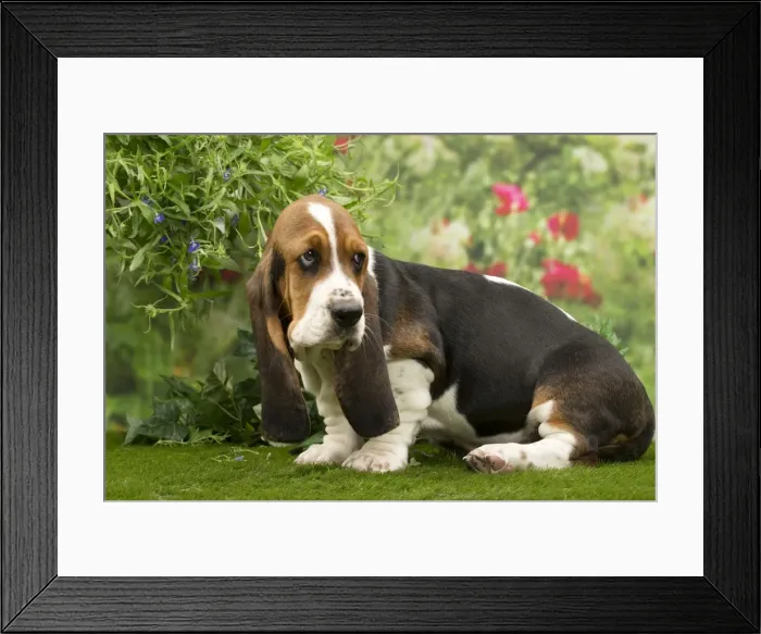 Framed Print : Picture No. 10983334 Framed Print : Picture No. 10983334