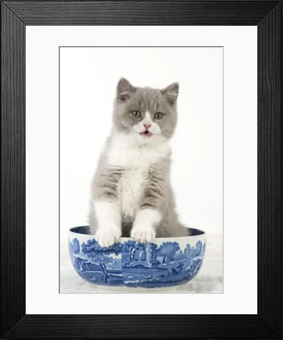 Framed Print : Picture No. 10983302 Framed Print : Picture No. 10983302