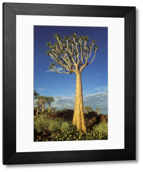 Framed Print : Picture No. 10761854