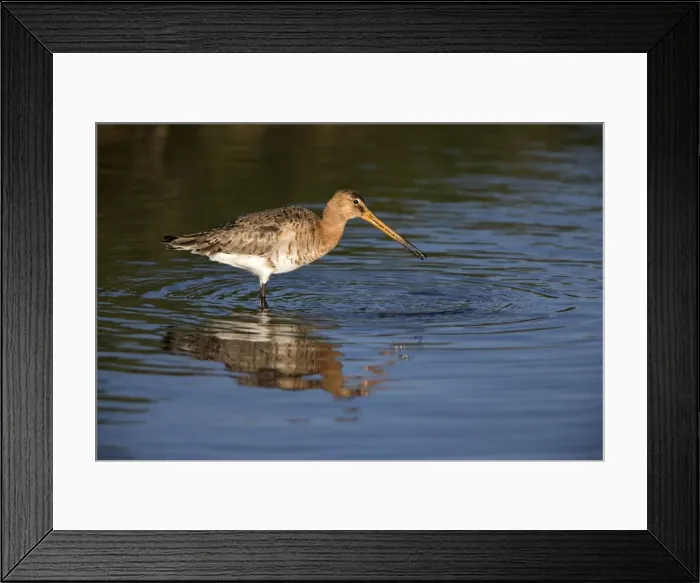 Framed Print : Picture No. 10984333 Framed Print : Picture No. 10984333