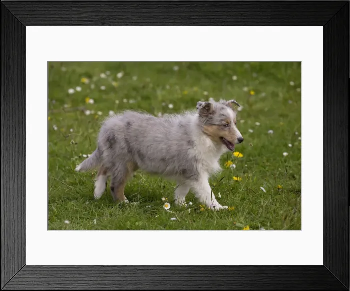Framed Print : Picture No. 10984139 Framed Print : Picture No. 10984139