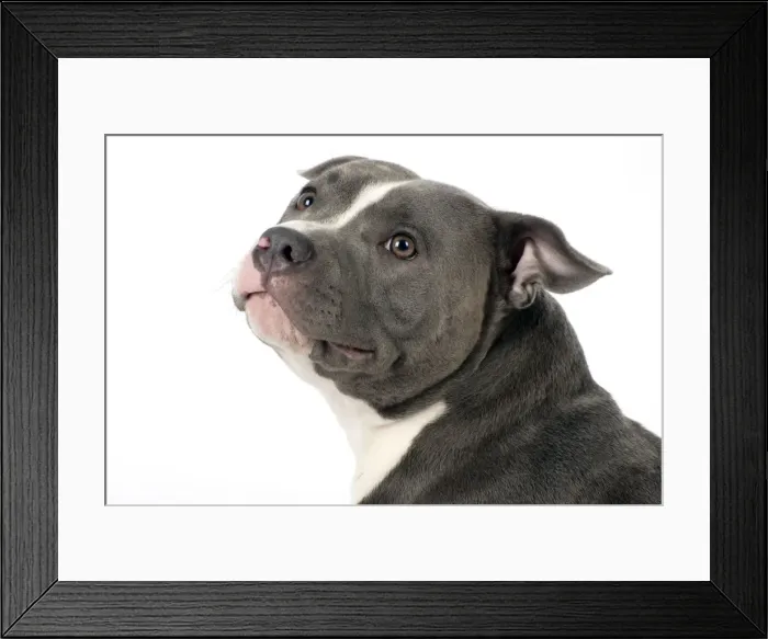 Framed Print : Picture No. 10983758 Framed Print : Picture No. 10983758