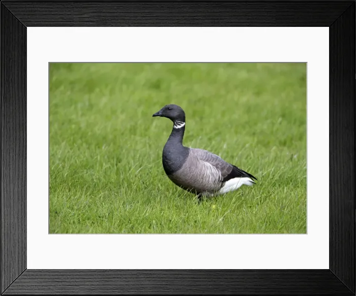 Framed Print : Picture No. 10984339 Framed Print : Picture No. 10984339