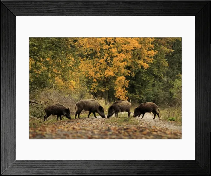 Framed Print : Picture No. 10983736 Framed Print : Picture No. 10983736