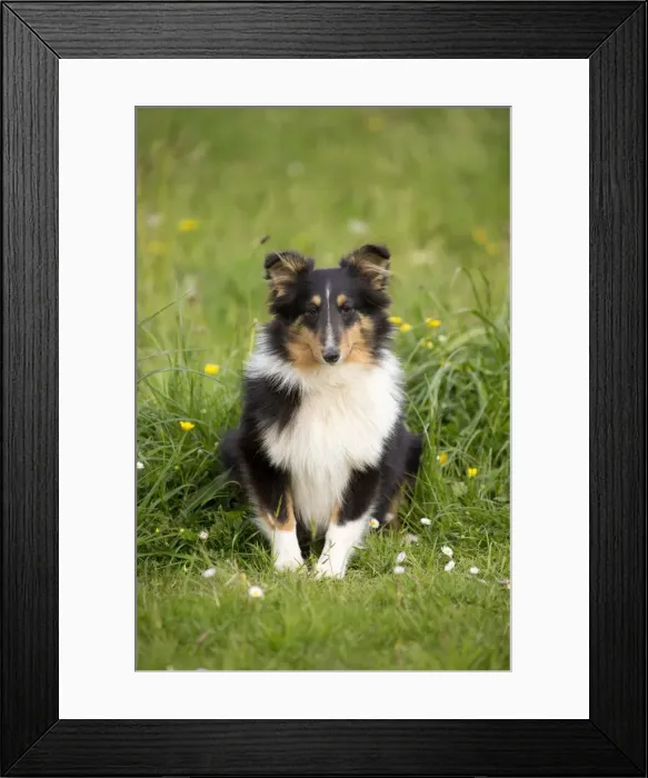 Framed Print : Picture No. 10984154 Framed Print : Picture No. 10984154
