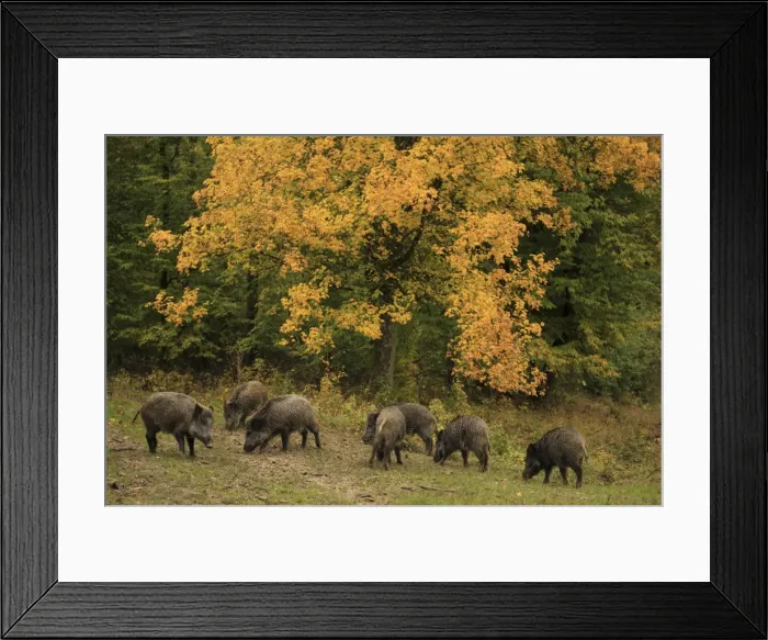 Framed Print : Picture No. 10983735 Framed Print : Picture No. 10983735
