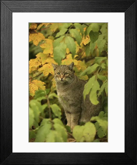 Framed Print : Picture No. 10983705 Framed Print : Picture No. 10983705