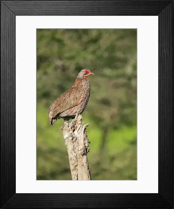 Framed Print : Picture No. 10984291 Framed Print : Picture No. 10984291