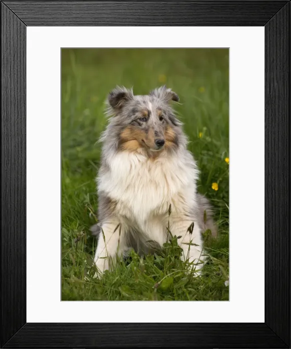 Framed Print : Picture No. 10984150 Framed Print : Picture No. 10984150